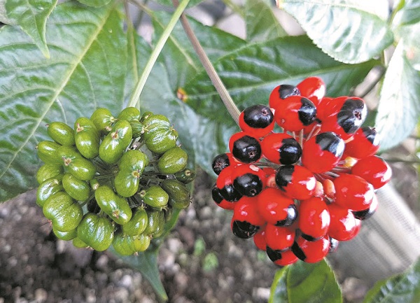 sam-ngoc-linh-trong-bao-lau