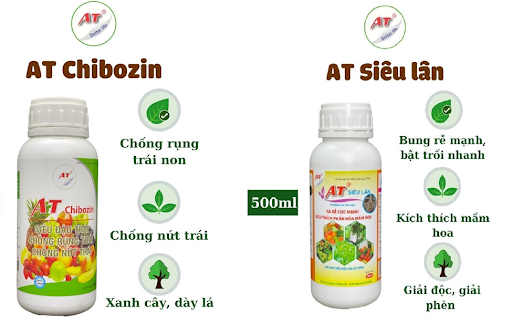 Hướng dẫn chi tiết kỹ thuật chăm sóc cây nhãn từng giai đoạn 3 san-pham-phan-hoa-mam-hoa-cay-nhan