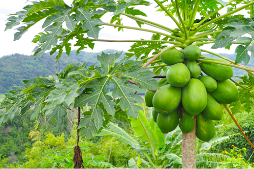 thoi-vu-trong-du-du-o-mien-bac