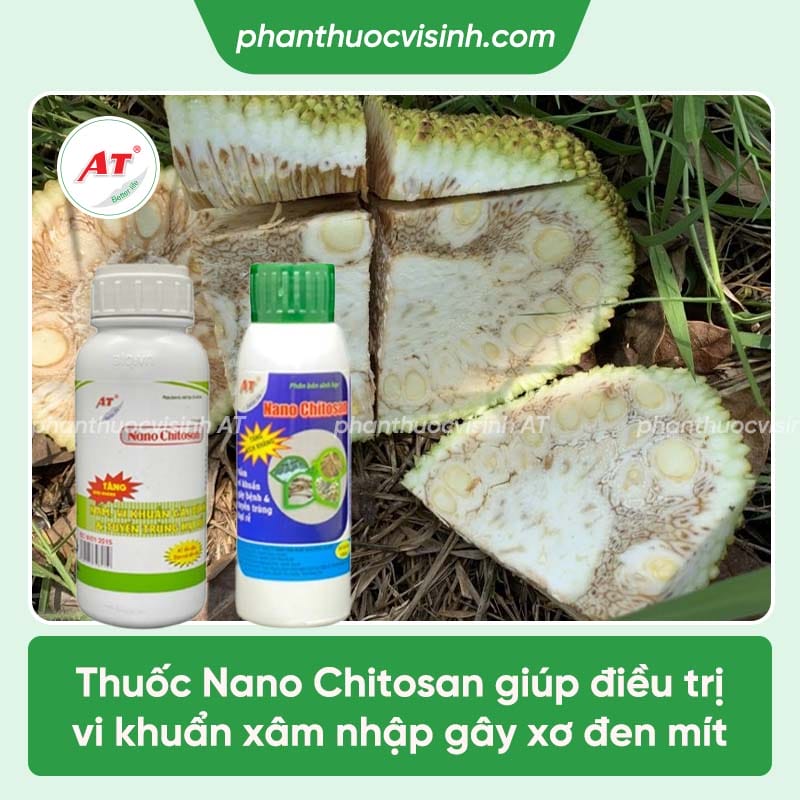 Cách xử lý trình trạng mít bị xơ đen và nguyên nhân do đâu? 4 Cách xử lý trình trạng mít bị xơ đen và nguyên nhân gây bệnh