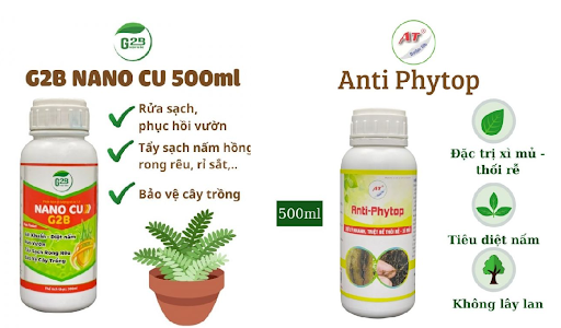 thuoc-tri-cay-chuoi-bi-vang-la