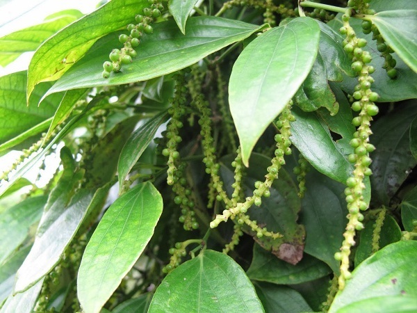 tieu-ra-hoa-vao-thang-may