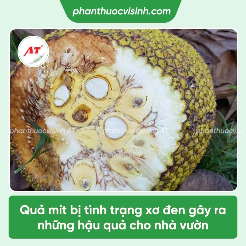 Cách xử lý trình trạng mít bị xơ đen và nguyên nhân gây bệnh