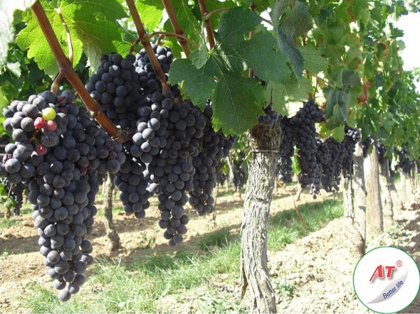 tri-benh-ri-sat-tren-cay-nho