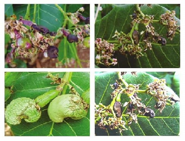 tri-than-thu-tren-cay-dieu