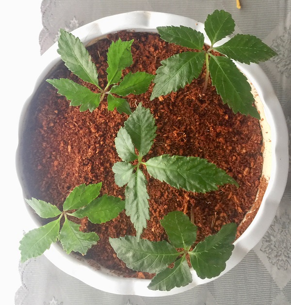 trong-sam-ngoc-linh-trong-chau