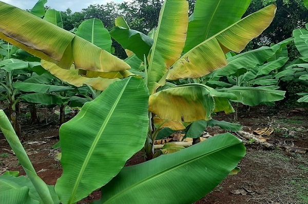 vang-la-panama-chuoi