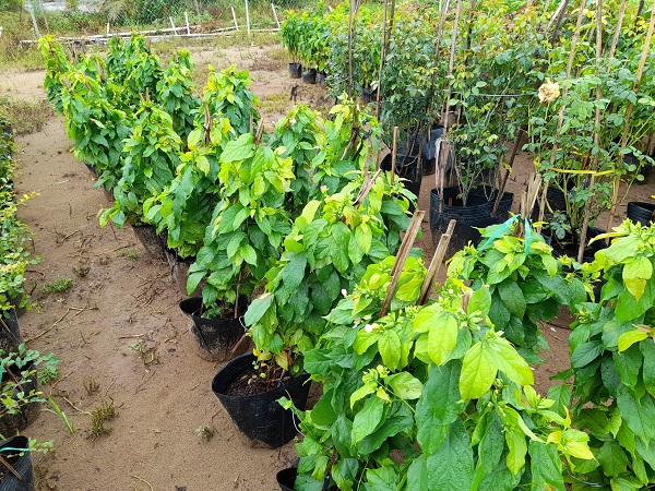 Nguyên nhân và cách khắc phục cây sử quân tử bị vàng lá 2 vi-sao-cay-su-quan-tu-bi-vang-la