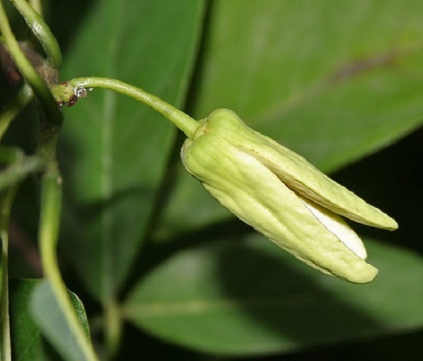xu-ly-ra-hoa-mang-cau-ta