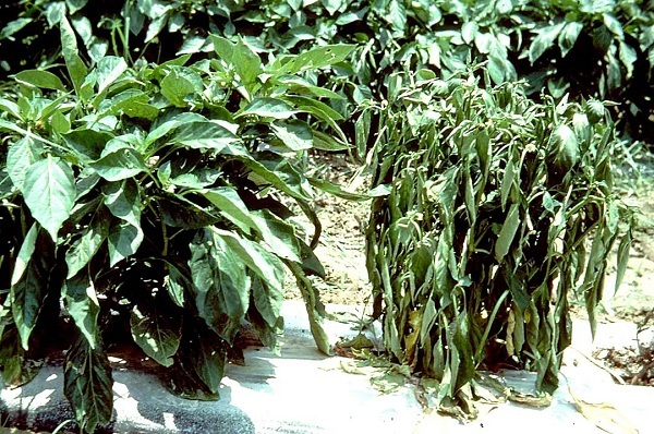 Bệnh héo xanh trên cây ớt là gì? Biện pháp phòng trị ra sao? 2 benh-heo-xanh-tren-cay-ot