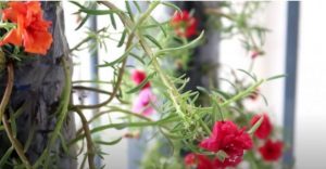 cach-cham-soc-hoa-muoi-gio-bi-xoan-la