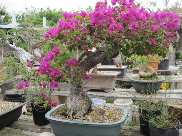 cach-lam-hoa-giay-ra-hoa-dung-tet