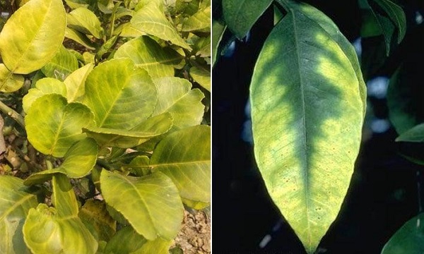 cay-bi-vang-la-thoi-re