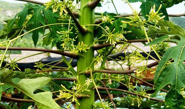 cay-du-du-ra-hoa-khong-ra-qua