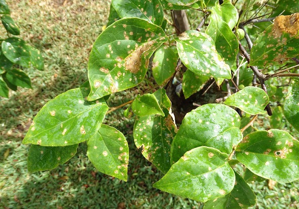 cay-hoa-giay-bi-heo