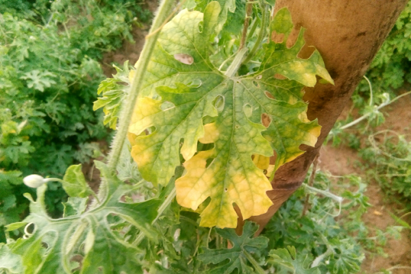 cay-kho-qua-bi-vang-la