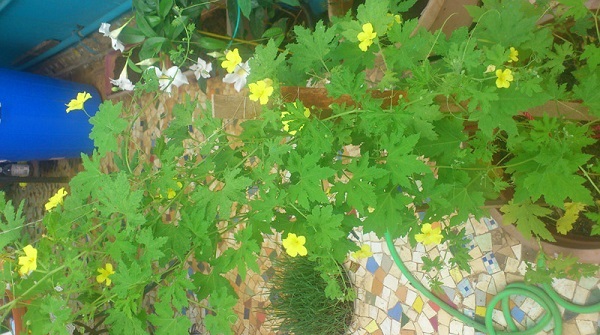 cham-soc-cay-kho-qua-bi-vang-la