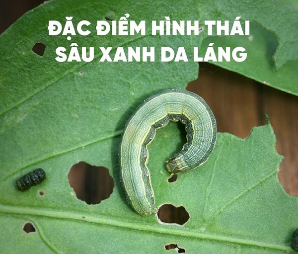 dac-diem-hinh-thai-sau-xanh-da-lang