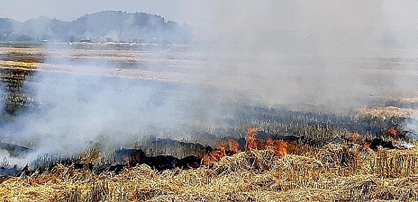 02 Cách xử lý rơm rạ sau thu hoạch an toàn với môi trường 2 dot-rom-ra-sau-thu-hoach