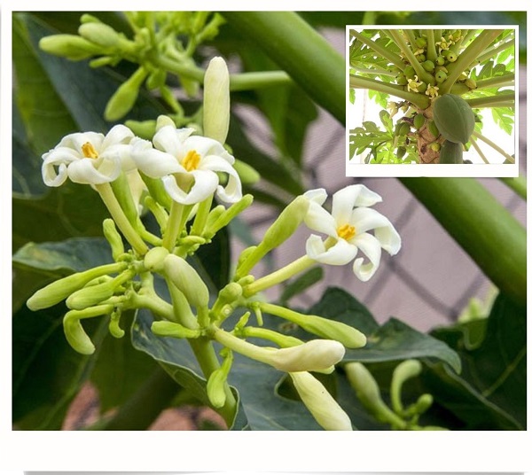 hien-tuong-cay-du-du-ra-hoa-nhung-khong-dau-qua