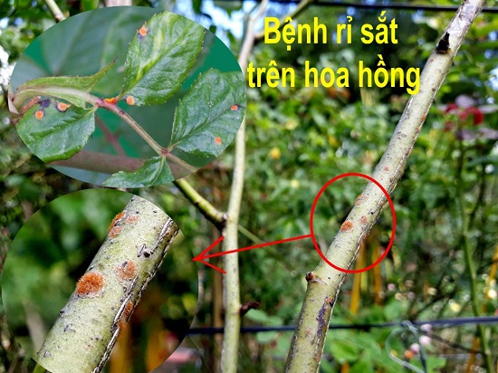 hoa-hong-bi-benh-ri-sat