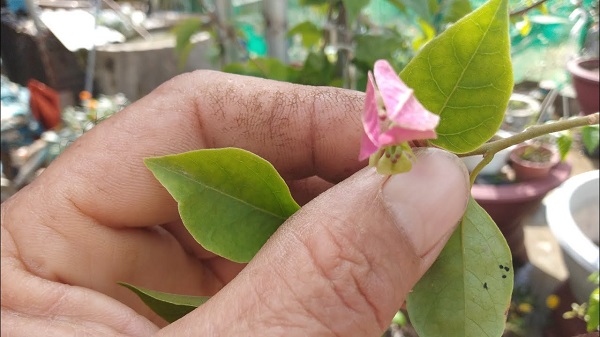 ky-thuat-cho-hoa-giay-ra-hoa-dung-tet