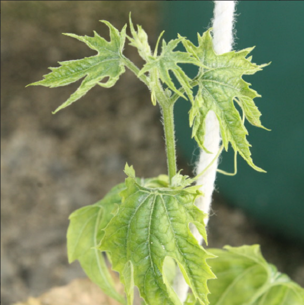 muop-bi-vang-la-la-benh-gi