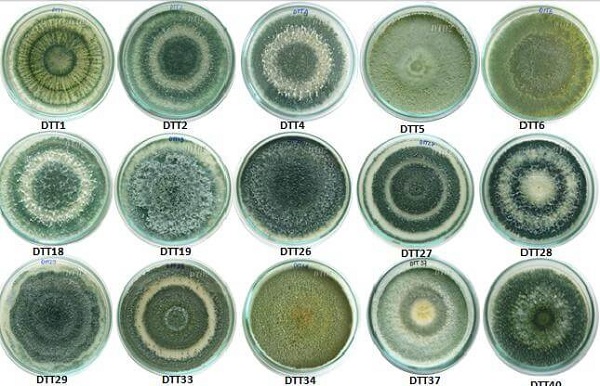 nam-trichoderma