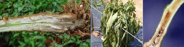 Bệnh héo xanh trên cây ớt là gì? Biện pháp phòng trị ra sao? 3 ot-bi-heo-xanh