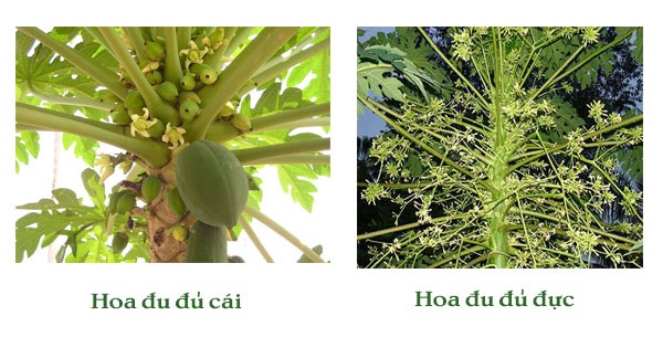 phan-biet-hoa-du-du-duc-va-cai