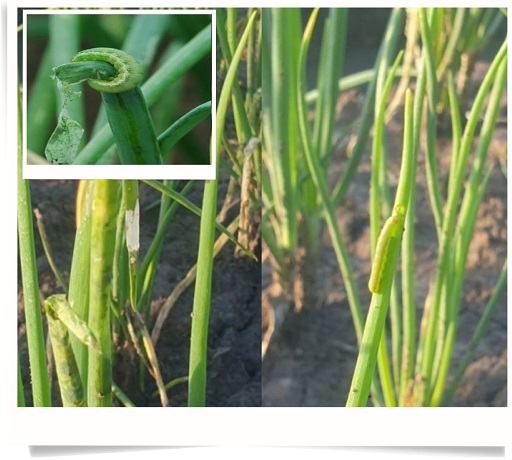 sau-xanh-da-lang-hai-hanh-la