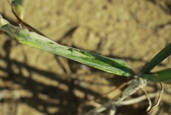 sau-xanh-da-lang-tren-hanh