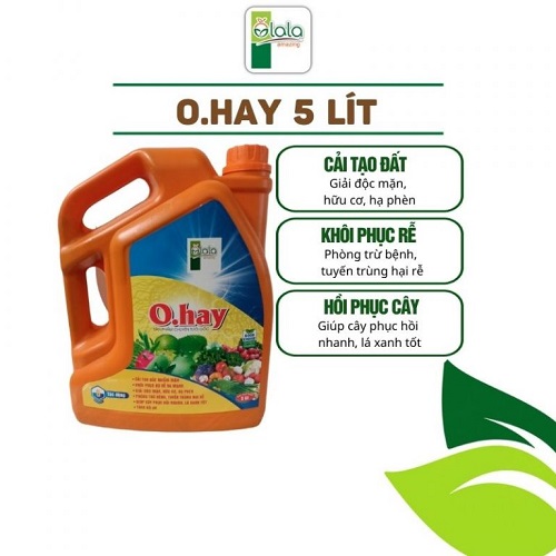 thuoc-kich-re-mai-vang