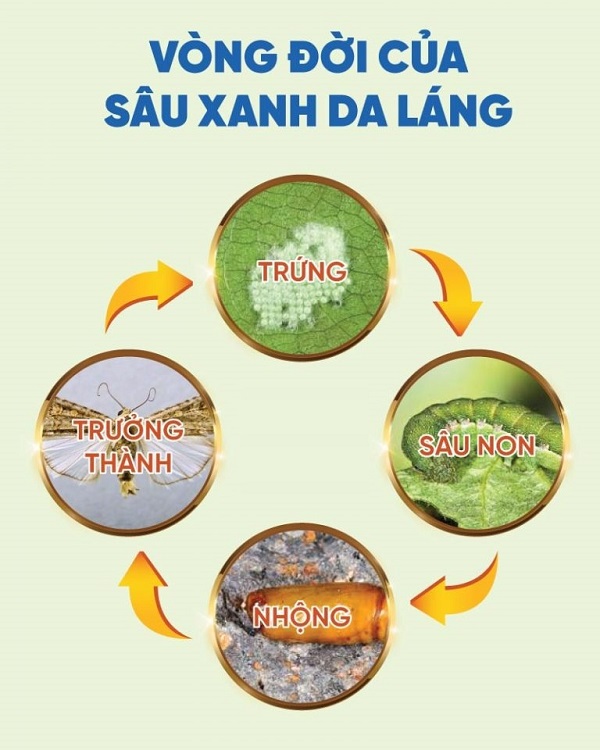 vong-doi-sau-xanh-da-lang