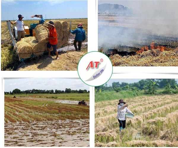 02 Cách xử lý rơm rạ sau thu hoạch an toàn với môi trường 1 xu-ly-rom-ra-sau-thu-hoach