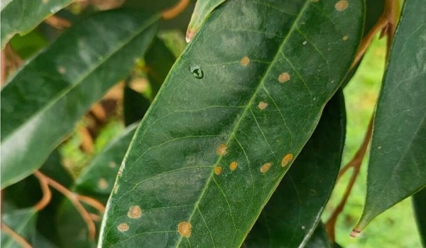 benh-dom-rong-tren-cay-sau-rieng