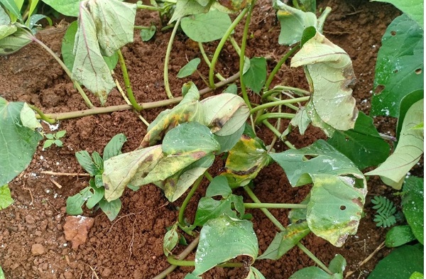 Bệnh héo xanh vi khuẩn là gì? Có thuốc trị bệnh héo xanh vi khuẩn không? 3 benh-heo-xanh-tren-cay-trong