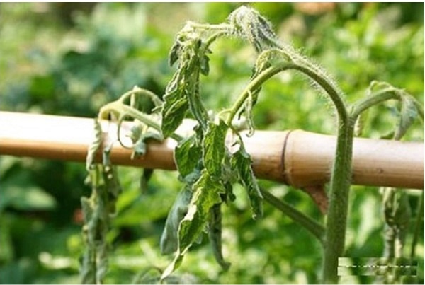 Bệnh héo xanh vi khuẩn là gì? Có thuốc trị bệnh héo xanh vi khuẩn không? 2 benh-heo-xanh-vi-khuan