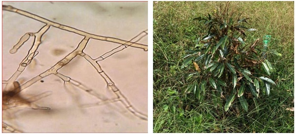 benh-kho-ngon-sau-rieng