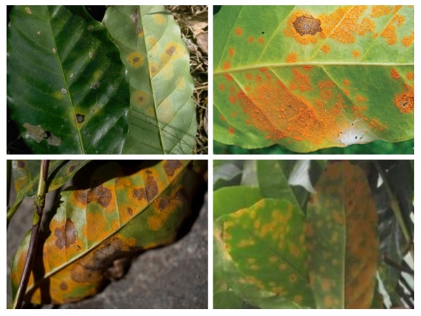 benh-ri-sat-tren-cay-ca-phe