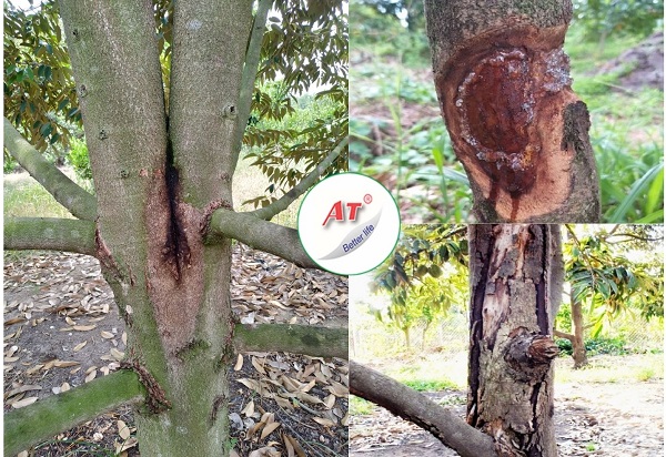 benh-thoi-goc-chay-nhua-tren-sau-rieng