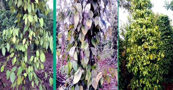 benh-vang-la-chet-cham-ho-tieu