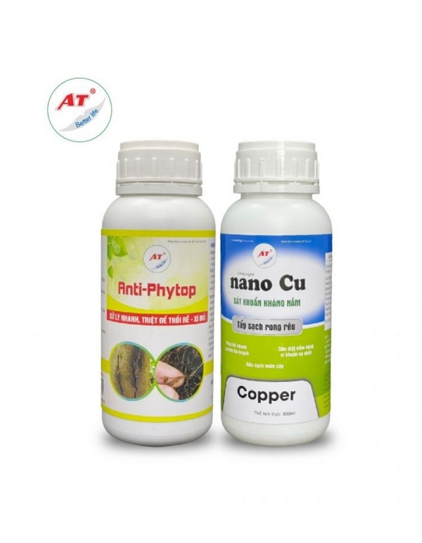 cach-dieu-tri-cay-hoa-mai-chet-kho-tung-canh