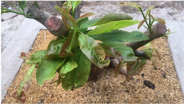 cach-xu-ly-cay-mai-bi-ung-nuoc