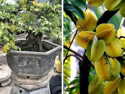 cay-khe-canh-bi-vang-la