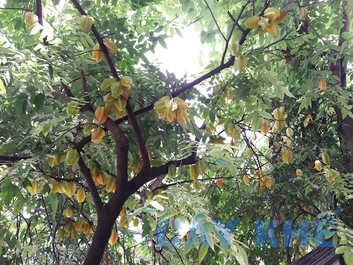 cay-khe-ngot-bi-vang-la