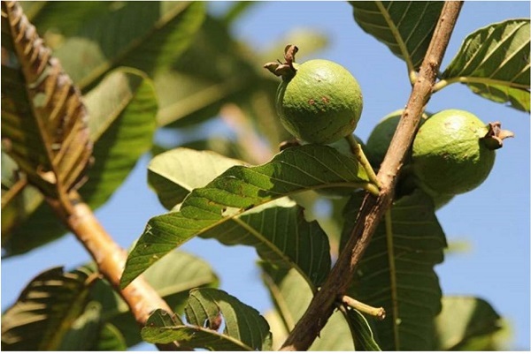 cay-oi-bi-rung-trai-non