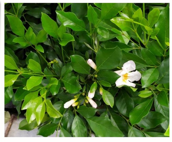 cham-soc-cay-nguyet-que-bi-rung-la