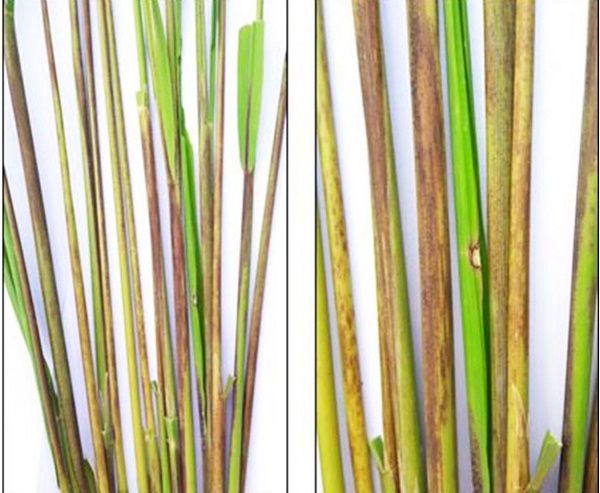 Nhện gié hại lúa là gì? Cách phòng phòng trừ lúa bị nhện gié 3 lua-bi-nhen-gie