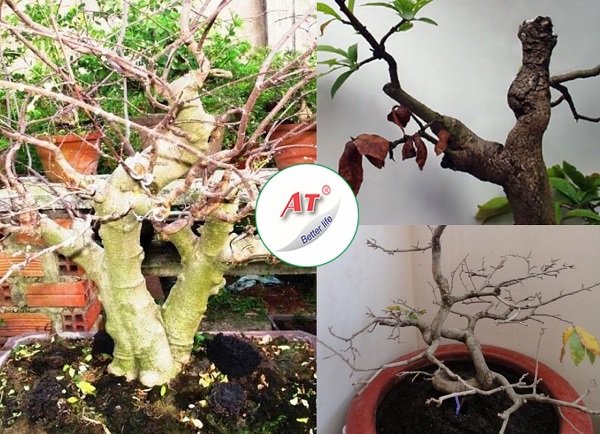 mai-chieu-thuy-bi-kho-canh